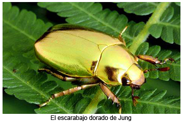 escarabajo_dorado